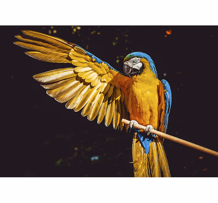 Animals wall mural majestic parrot showcase - TenStickers