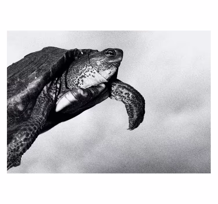 Turtle swimming animals wall mural - TenStickers