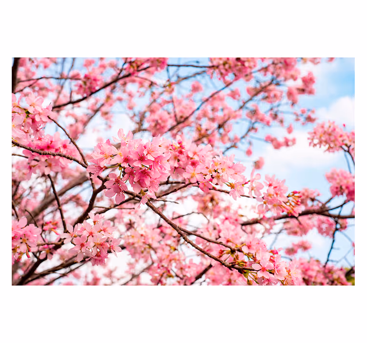 Flower wall mural cherry blossom joy - TenStickers