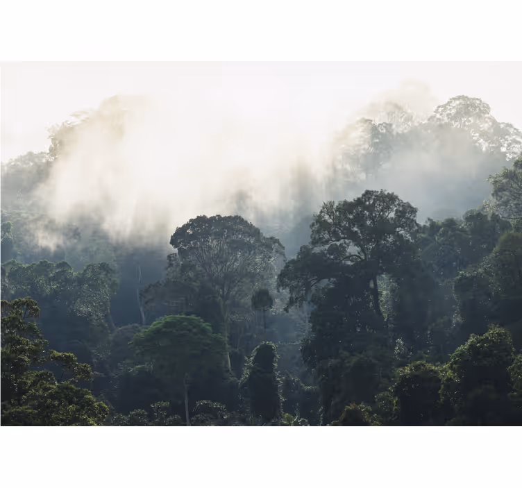 Wall mural nature misty forest scene - TenStickers