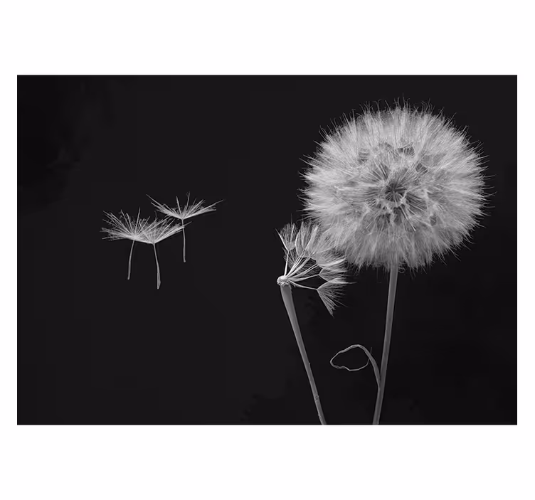 Elegant silhouettes dandelion wall mural - TenStickers