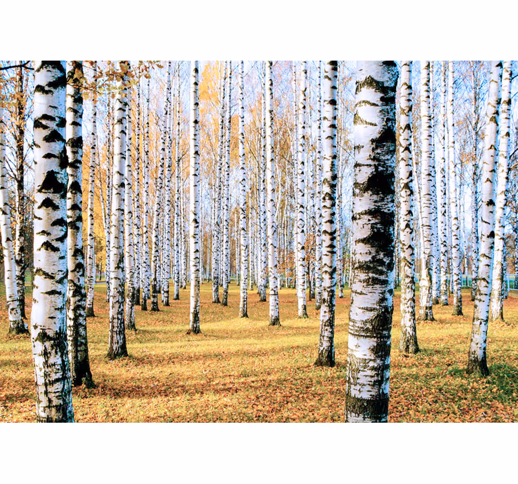 Forest wallpaper birch tree landscape - TenStickers