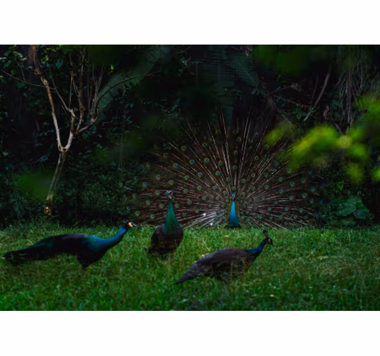 Animals wall mural peacock showing off feathers - TenStickers