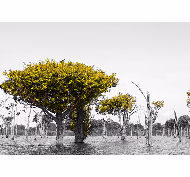 Big dry trees african wall mural - TenStickers