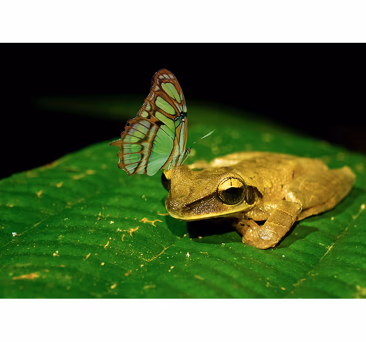 Frog And Butterfly animals wall mural - TenStickers