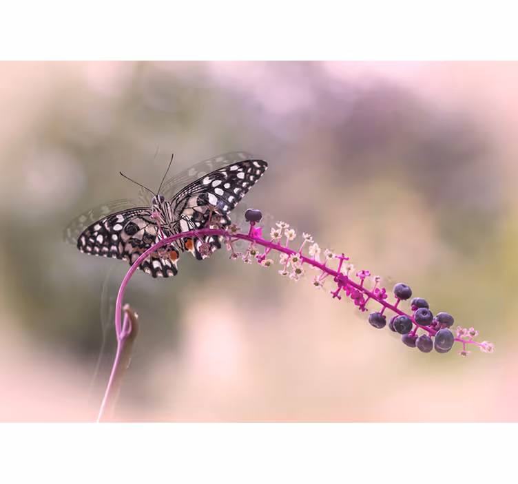 Butterfly on Blossom flower wall mural - TenStickers