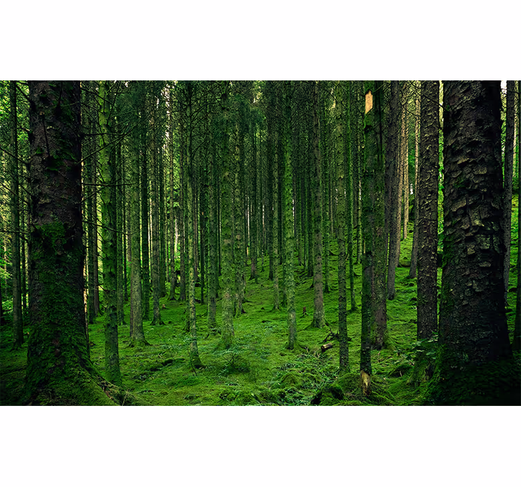 Forest wall mural verdant woodland design - TenStickers