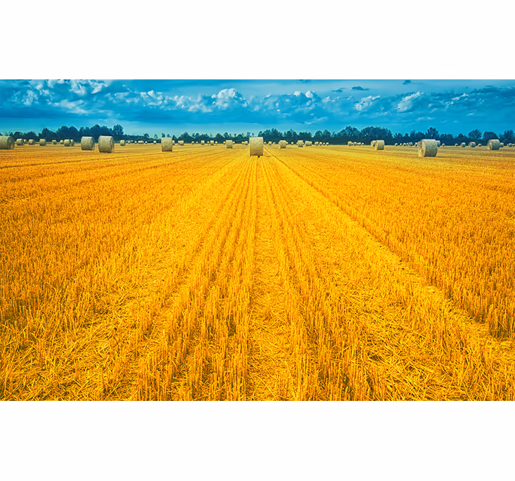 Golden Harvest Field landscape wall mural - TenStickers