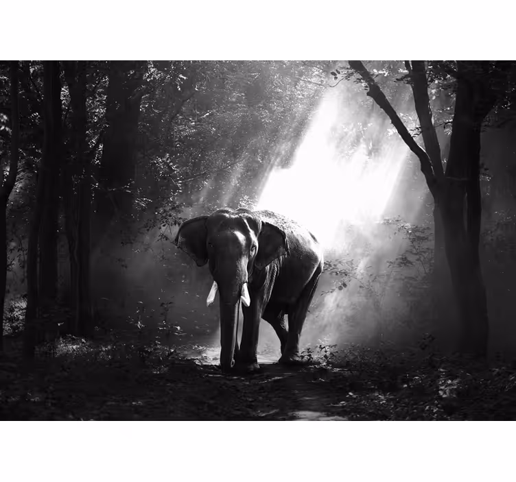 Majestic Elephant Encounter animals wall mural - TenStickers