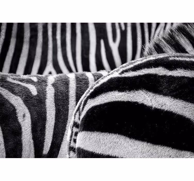 Realistic zebras stripes animals wall mural - TenStickers