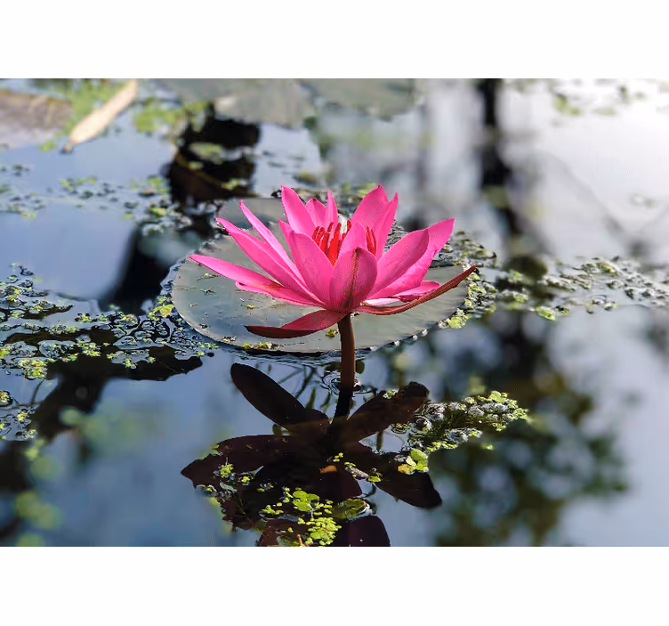Elegant Pink Lotus poppy wall mural - TenStickers