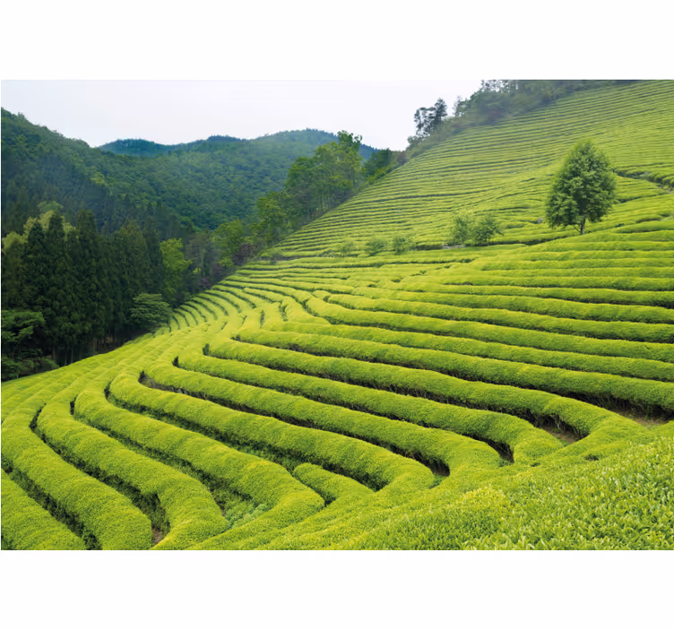 Wall mural nature tea estate scene - TenStickers