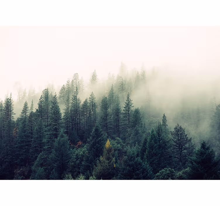 Wall mural nature mystical forest surroundings - TenStickers