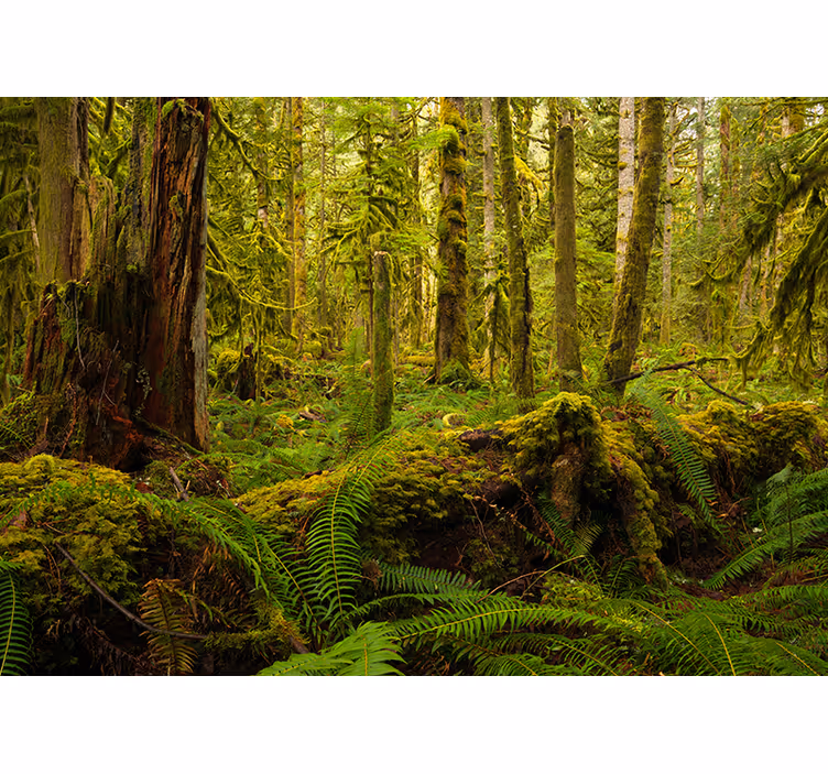 Vibrant Woodland Scenery forest wall mural - TenStickers