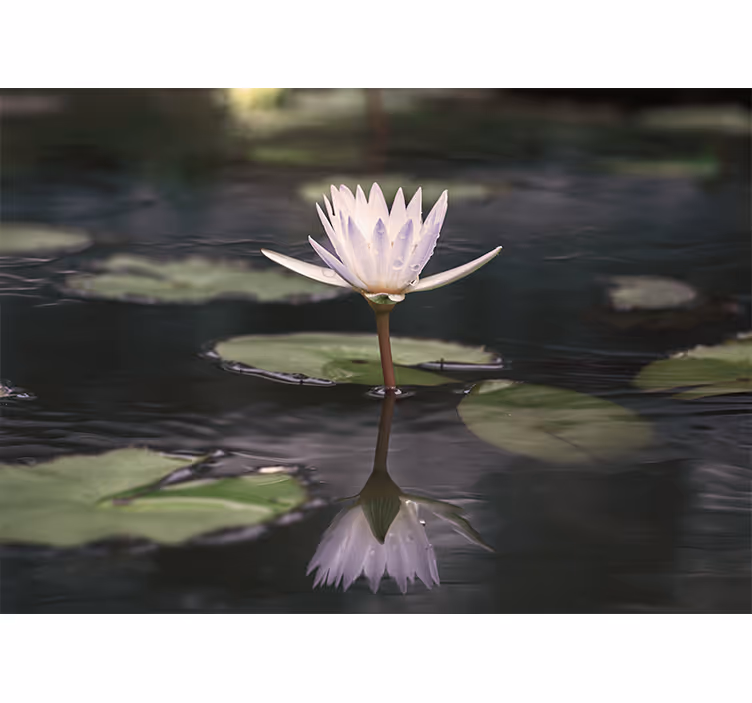 Lotus Blossom Reverberation flower wall mural - TenStickers
