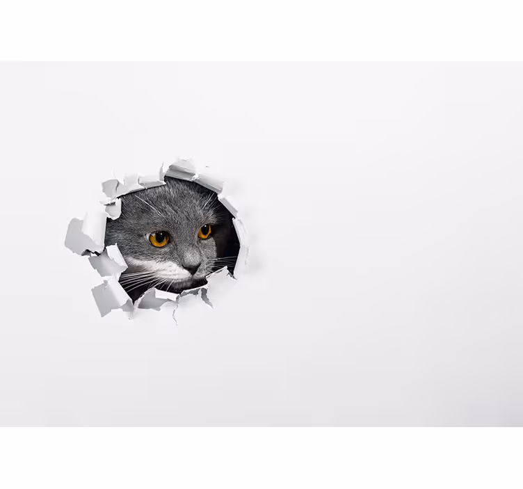 Curious Cat Peeking animals wall mural - TenStickers