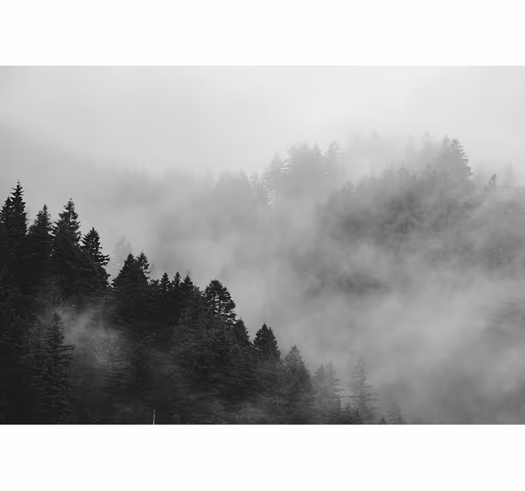 Hazy forest landscape forest wallpaper - TenStickers