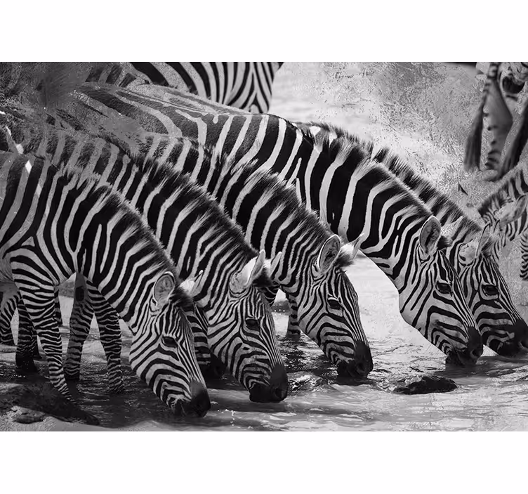 Zebras Drinking Water animals wall mural - TenStickers