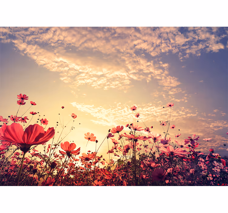Flower wall mural cosmos flower field - TenStickers