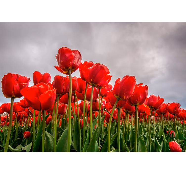 Red Tulip Field poppy wall mural - TenStickers