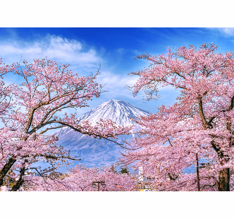 Wall mural nature cherry blossom landscape - TenStickers