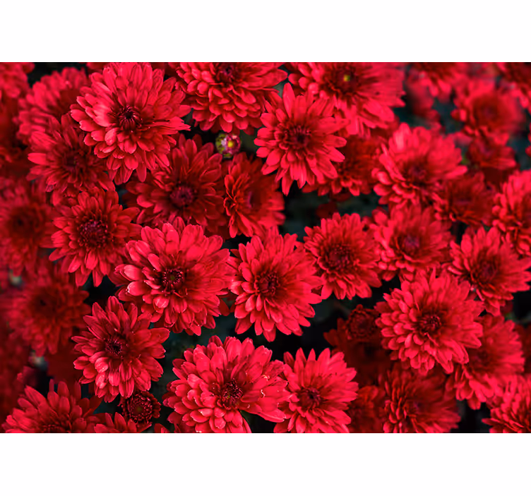 Vibrant Floral Design flower wall mural - TenStickers