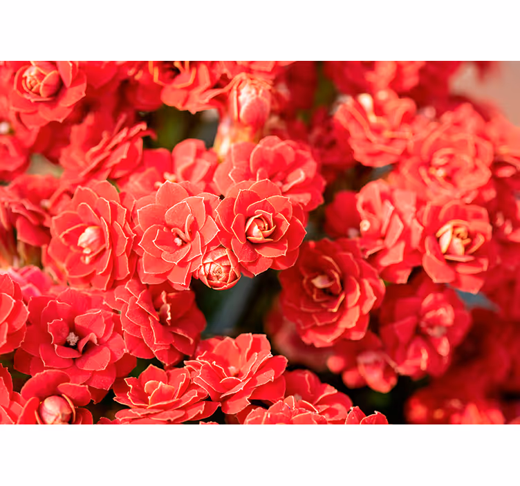 Crimson Blooming Flora flower wall mural - TenStickers