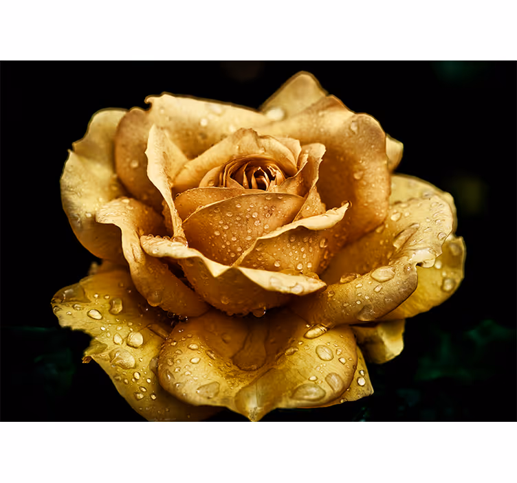 Elegant Dewy Blossom poppy wall mural - TenStickers