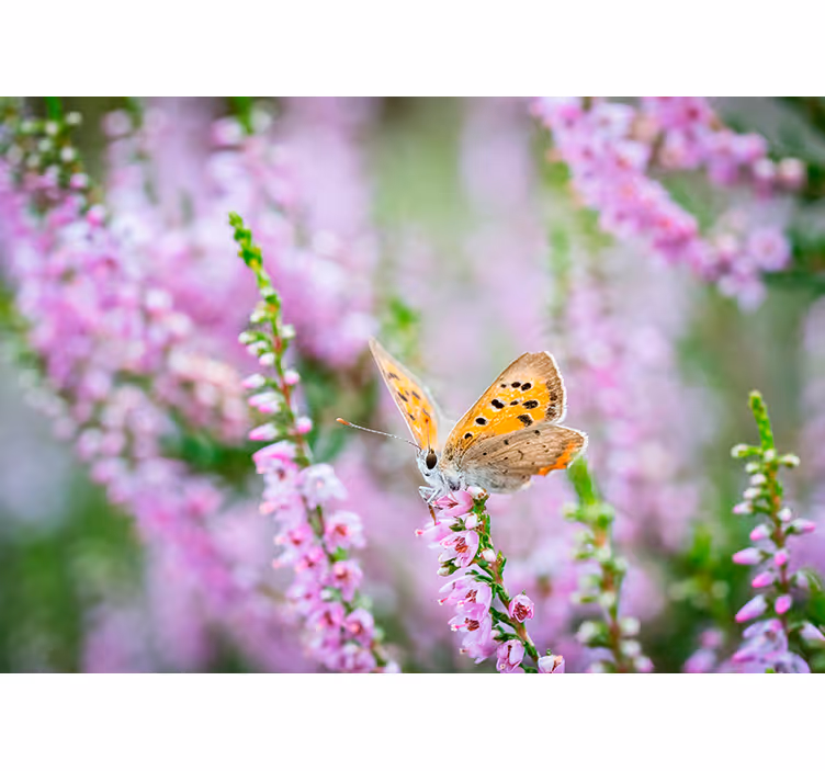 Flower wall mural butterfly on blossom - TenStickers