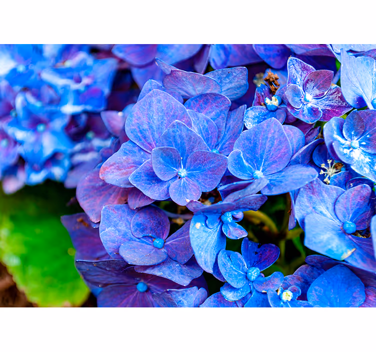 Vibrant Hydrangea Blooms flower wall mural - TenStickers