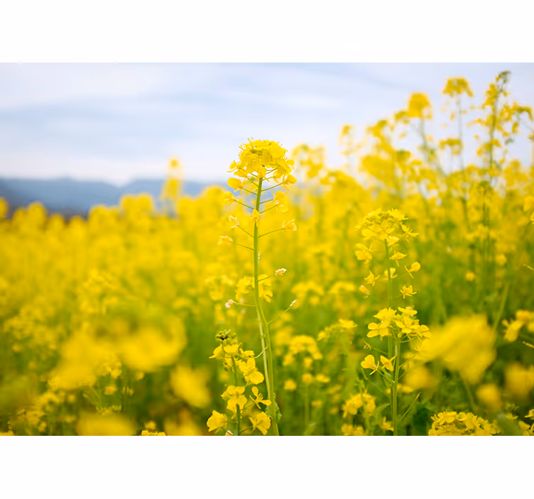 Golden Blossom Meadow flower wall mural - TenStickers