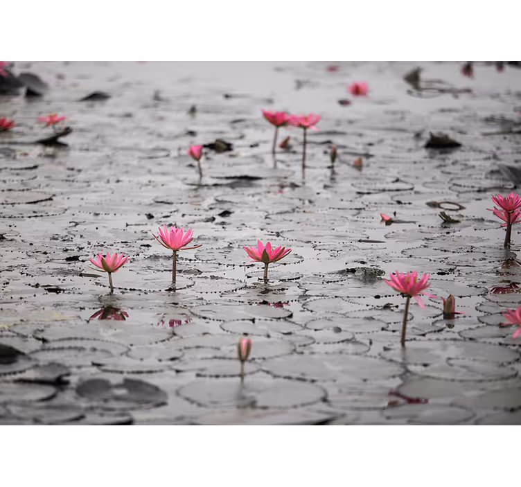 Flower wall mural pink lotus blossoms - TenStickers