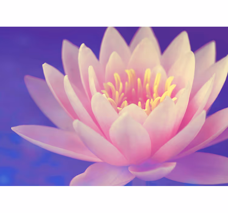 Poppy wall mural elegant water lily - TenStickers