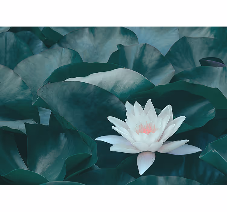 Lotus Bloom close-up flower 3D wallpaper - TenStickers