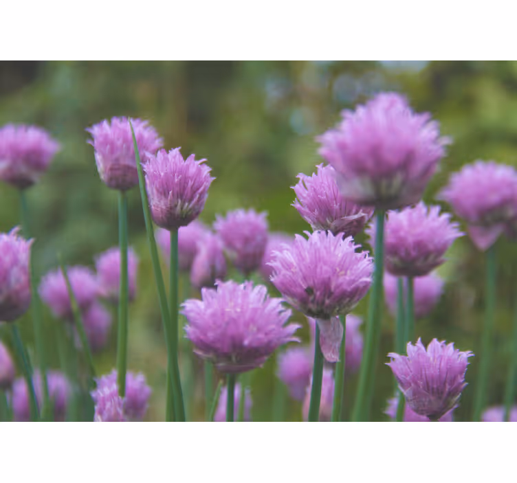 Chive blooming cluster flower wall mural - TenStickers