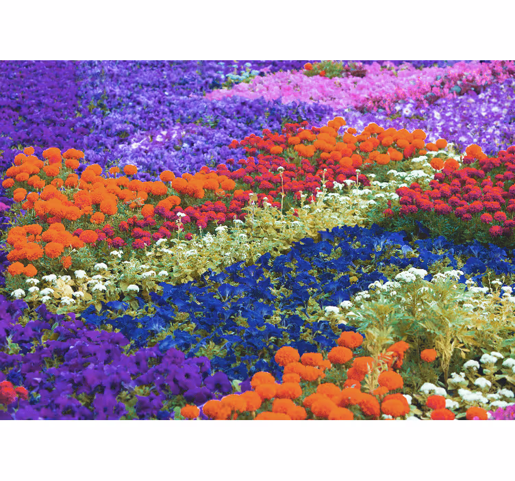 Colorful field flower wall mural - TenStickers
