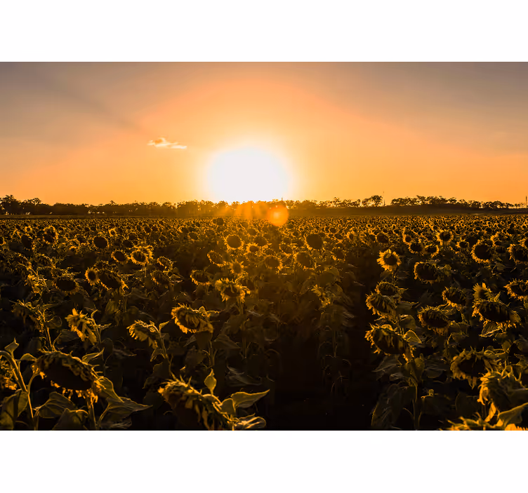 Flower wall mural sunflower meadow at dusk - TenStickers