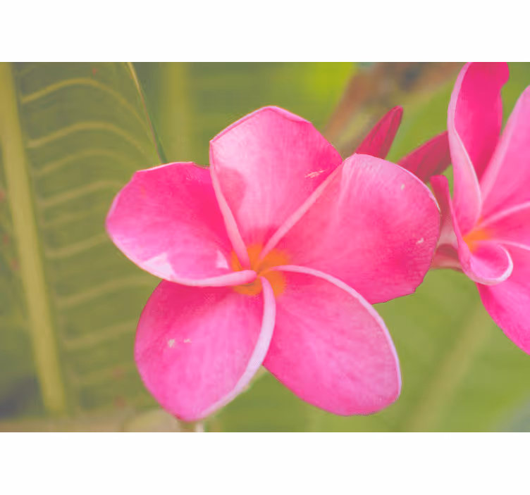 Flower wall mural in pink floral accent - TenStickers