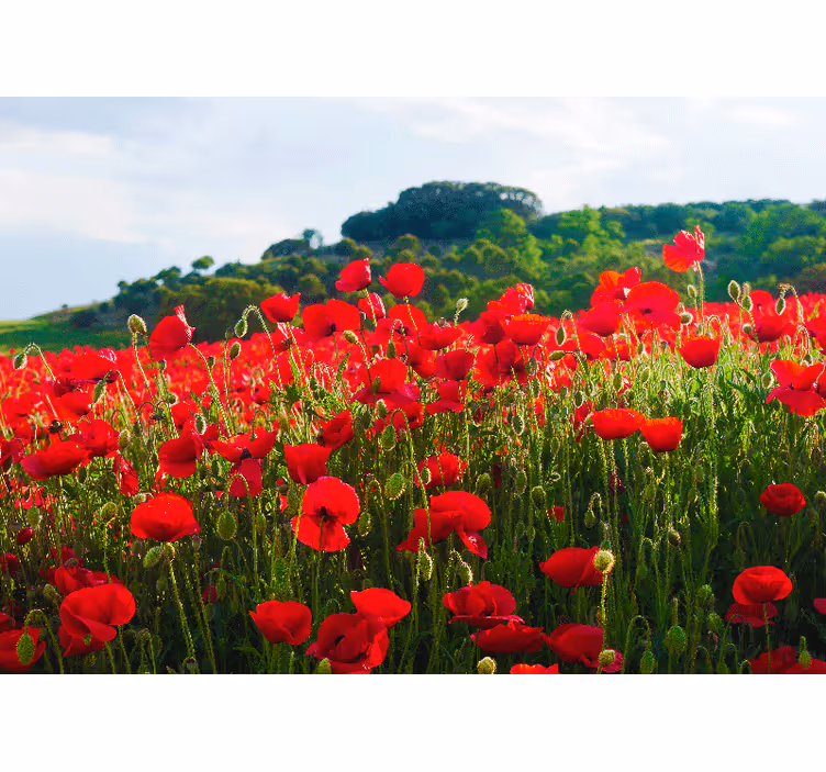 Poppy wall mural red poppy field - TenStickers
