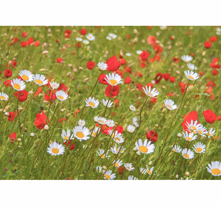 Vibrant flower field flower wall mural - TenStickers
