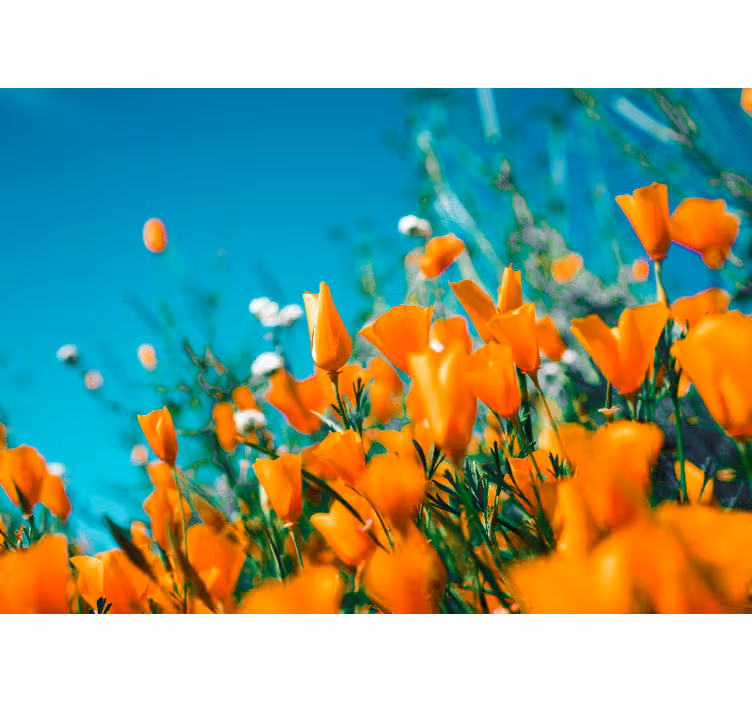 Flower wall mural golden poppy blossoms - TenStickers