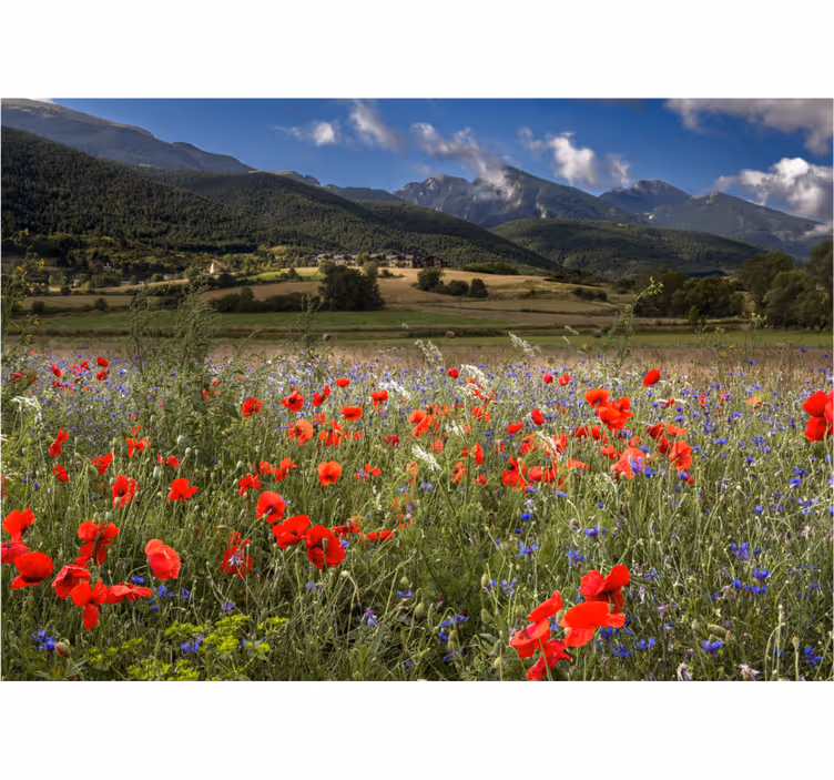 Flower wall mural poppy meadow scene - TenStickers