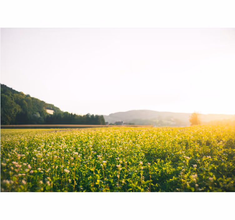 Wall mural nature tranquil meadow landscape - TenStickers