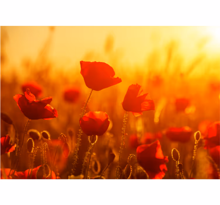 Poppy wall mural poppy field sunrise - TenStickers