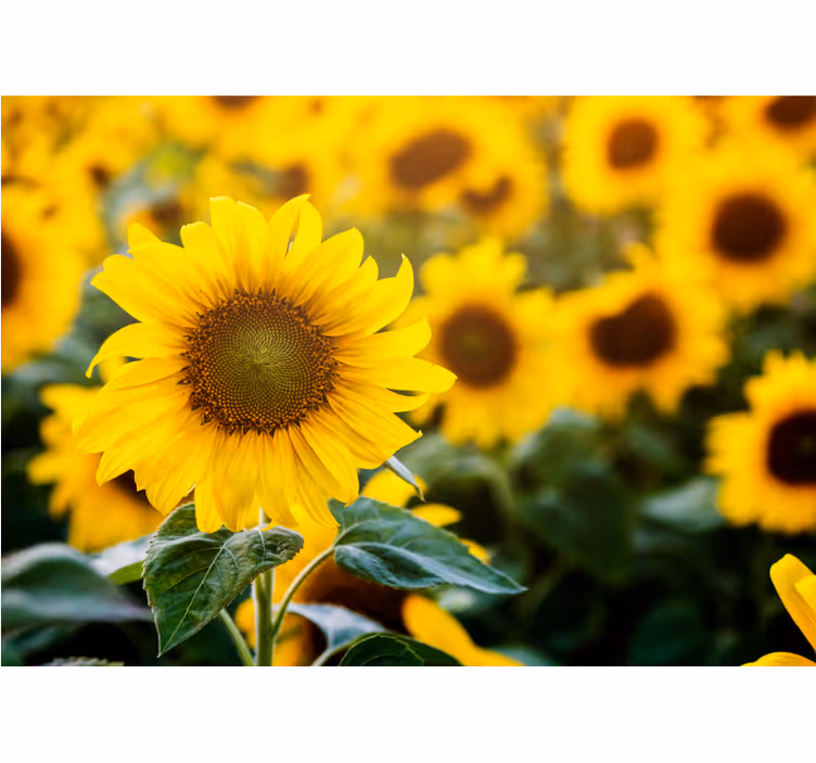 Flower wall mural sunflower field blossom - TenStickers