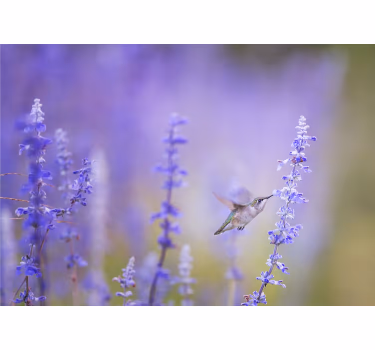Flower wall mural hummingbird and flowers - TenStickers