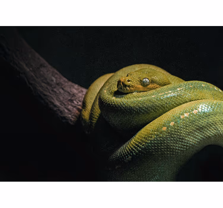 Animals wall mural emerald green python - TenStickers