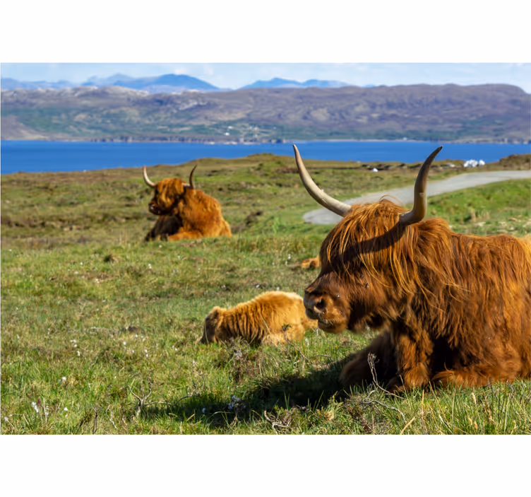 Nature wallpaper highland cattle grazing - TenStickers