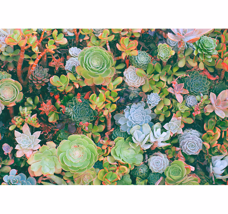 Flower wall mural succulent garden flora - TenStickers