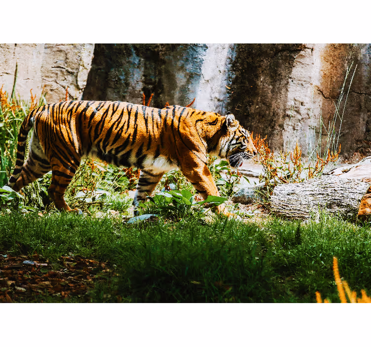 Animals wall mural majestic tiger walking - TenStickers